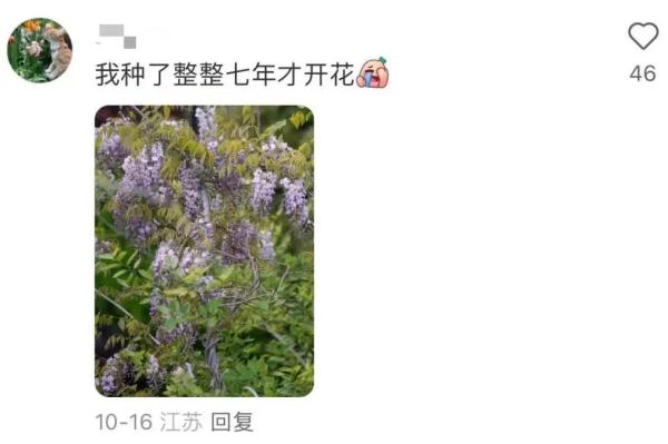 明起开售！网友：让我买到一次吧！