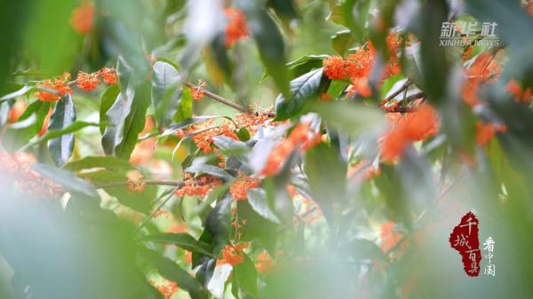 寻闽味:蜜汁桂花鸭 寻闽味:蜜汁桂花鸭