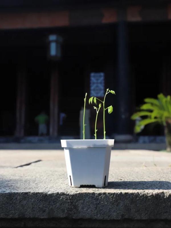 明起开售！网友：让我买到一次吧！