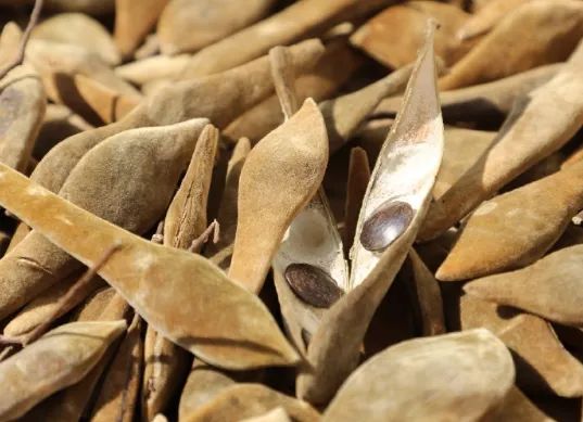 明起开售！网友：让我买到一次吧！