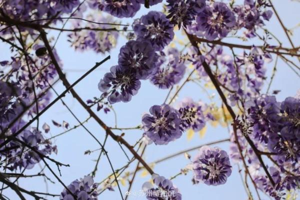 明起开售！网友：让我买到一次吧！