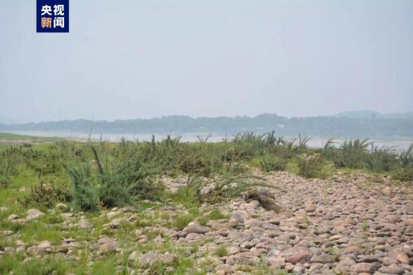 长江上游发现野生疏花水柏枝新分布群落