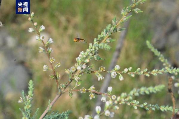 长江上游发现野生疏花水柏枝新分布群落