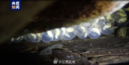 连续4年发现！曾经濒危的它们在江西长久安家