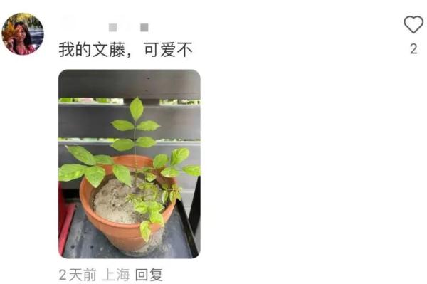 明起开售！网友：让我买到一次吧！