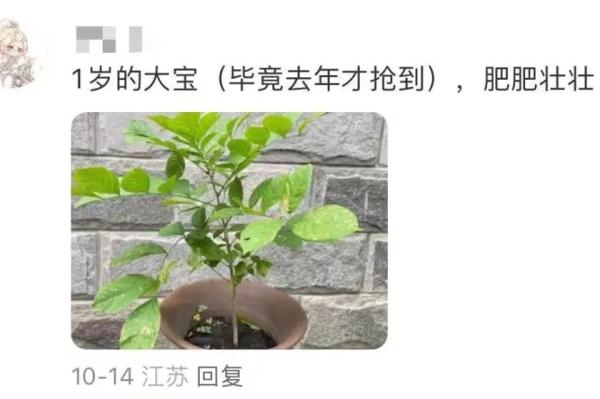 明起开售！网友：让我买到一次吧！