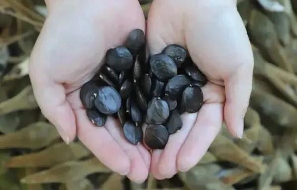 明起开售！网友：让我买到一次吧！