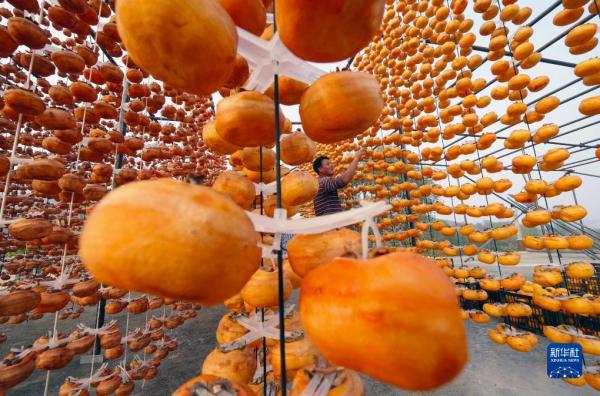 河北顺平:太行柿红醉金秋 河北顺平:太行柿红醉金秋