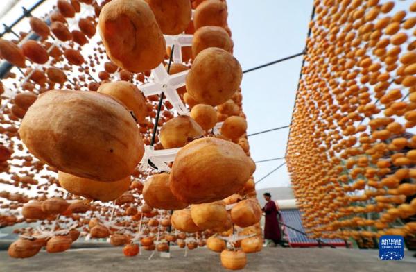 河北顺平:太行柿红醉金秋 河北顺平:太行柿红醉金秋