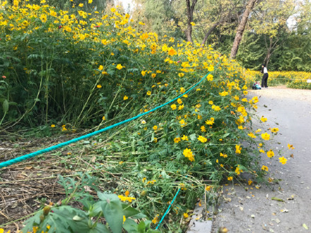 北京朝阳公园波斯菊花田被游客踩秃