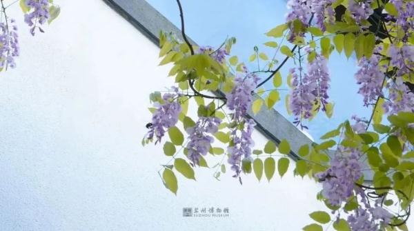 明起开售！网友：让我买到一次吧！