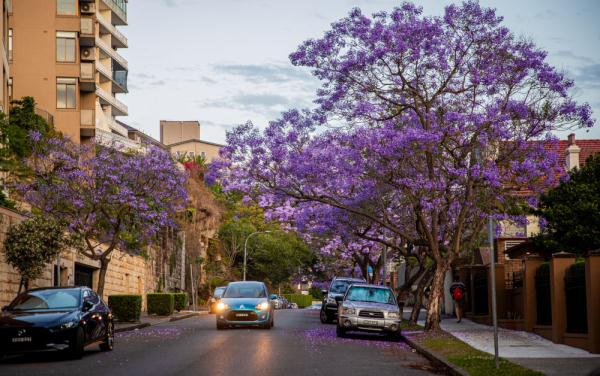 澳大利亚悉尼蓝花楹盛开