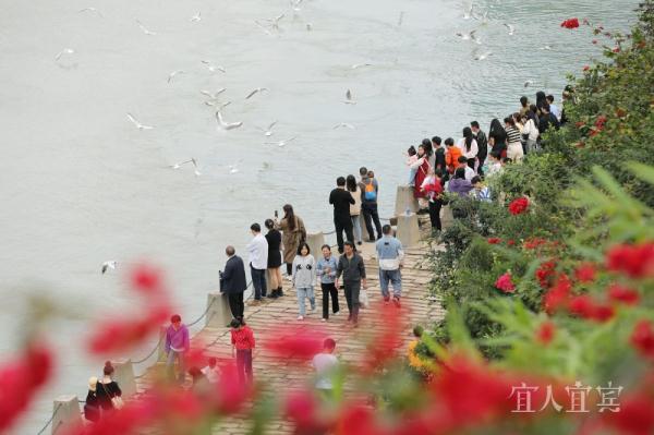 宜宾:“十年禁渔”成效显 鸥翔鱼跃长江头 宜宾:“十年禁渔”成效显 鸥翔鱼跃长江头