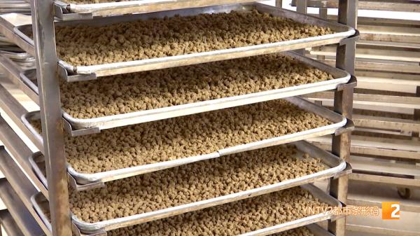 红嘴鸥大部队即将到昆，鸥粮开始生产欢迎“老朋友”！