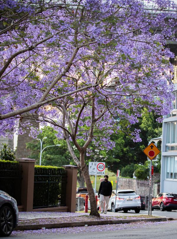 澳大利亚悉尼蓝花楹盛开