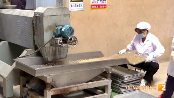 红嘴鸥大部队即将到昆，鸥粮开始生产欢迎“老朋友”！