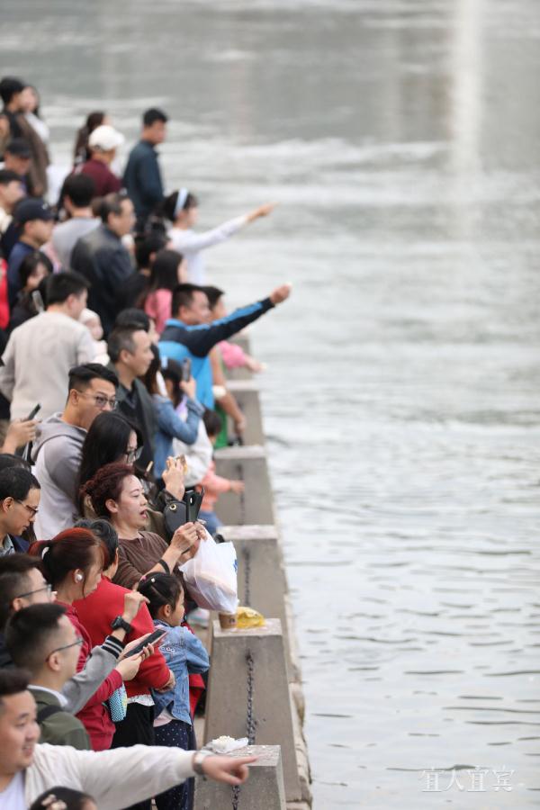 宜宾:“十年禁渔”成效显 鸥翔鱼跃长江头 宜宾:“十年禁渔”成效显 鸥翔鱼跃长江头