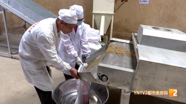 红嘴鸥大部队即将到昆，鸥粮开始生产欢迎“老朋友”！