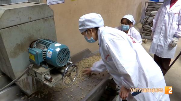 红嘴鸥大部队即将到昆，鸥粮开始生产欢迎“老朋友”！