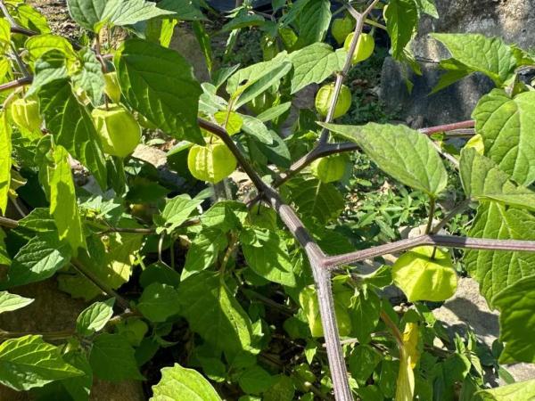 140元一斤！以前农村路边常有，被人丢着玩！如今身价大涨，很多人都没见过…