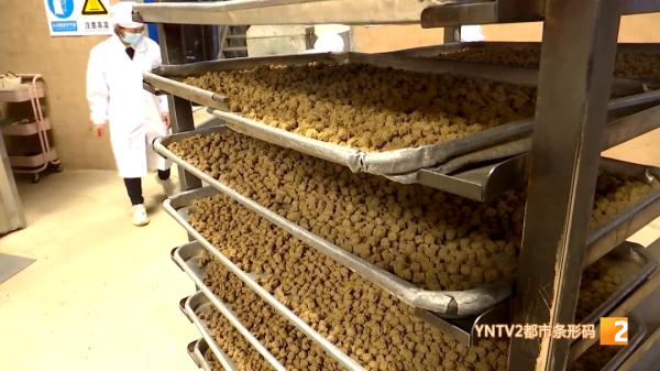 红嘴鸥大部队即将到昆，鸥粮开始生产欢迎“老朋友”！