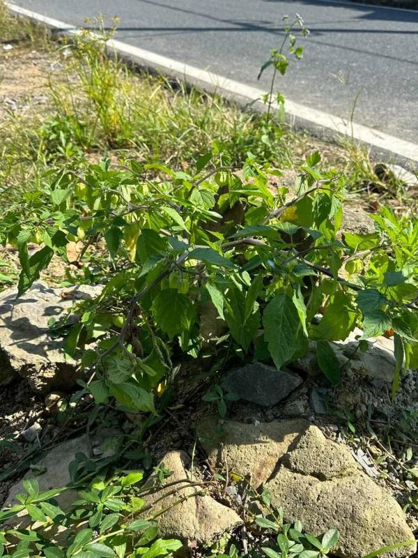 140元一斤！以前农村路边常有，被人丢着玩！如今身价大涨，很多人都没见过…