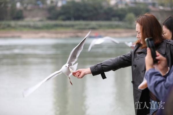 宜宾:“十年禁渔”成效显 鸥翔鱼跃长江头 宜宾:“十年禁渔”成效显 鸥翔鱼跃长江头