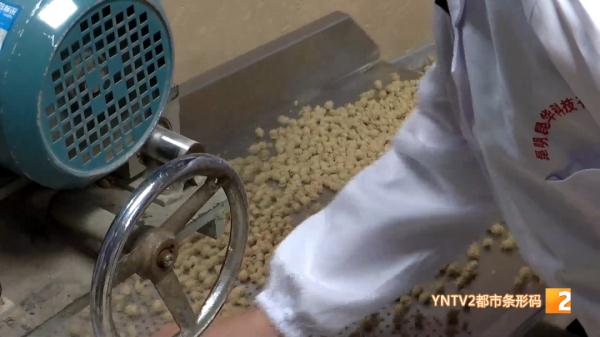 红嘴鸥大部队即将到昆，鸥粮开始生产欢迎“老朋友”！