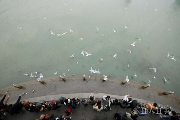 宜宾:“十年禁渔”成效显 鸥翔鱼跃长江头 宜宾:“十年禁渔”成效显 鸥翔鱼跃长江头