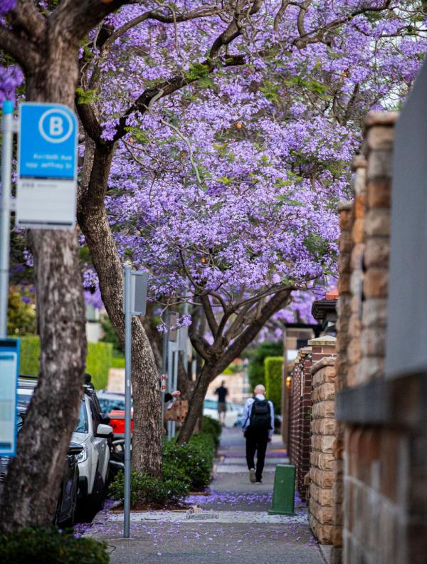 澳大利亚悉尼蓝花楹盛开