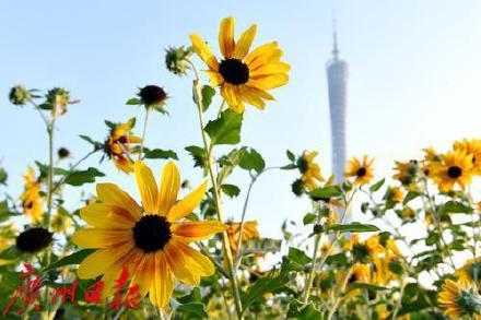 10月份全国平均气温史上第二高