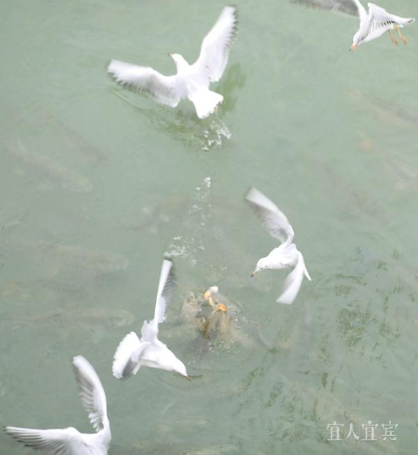 宜宾:“十年禁渔”成效显 鸥翔鱼跃长江头 宜宾:“十年禁渔”成效显 鸥翔鱼跃长江头