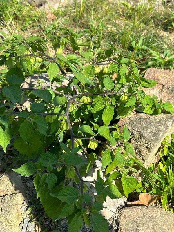 140元一斤！以前农村路边常有，被人丢着玩！如今身价大涨，很多人都没见过…