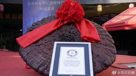 好家伙!凉山长出1.05米世界最大赤灵芝 好家伙!凉山长出1.05米世界最大赤灵芝