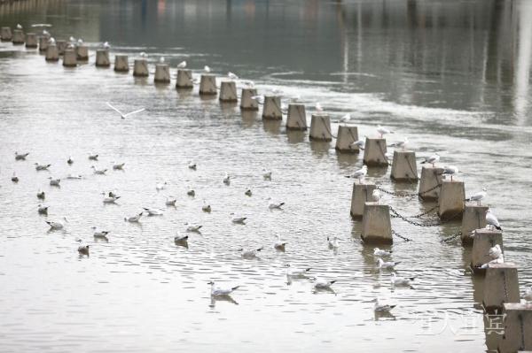 宜宾:“十年禁渔”成效显 鸥翔鱼跃长江头 宜宾:“十年禁渔”成效显 鸥翔鱼跃长江头