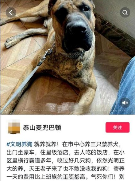 男子炫耀市中心养烈性犬 已被行拘! 男子炫耀市中心养烈性犬 已被行拘!