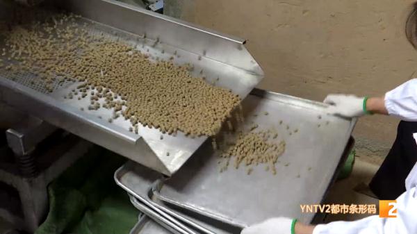 红嘴鸥大部队即将到昆，鸥粮开始生产欢迎“老朋友”！