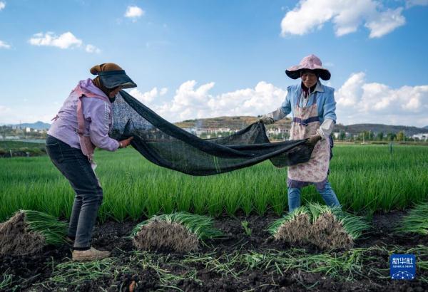 近年来,云南省昭通市鲁甸县通过发展香葱产业带动卯家湾安置区搬迁