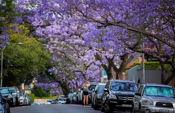 澳大利亚悉尼蓝花楹盛开