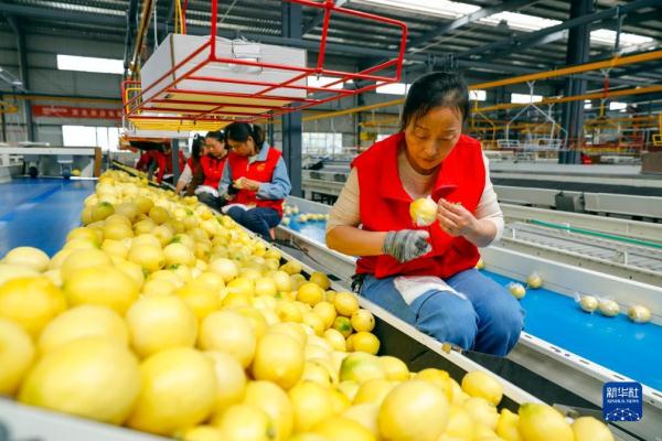 “酸果子”里的“甜日子”