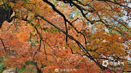 北京香山勤政殿前“枫”景正盛 与古建筑相映成趣 北京香山勤政殿前“枫”景正盛 与古建筑相映成趣