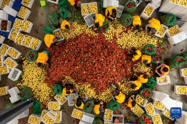 “酸果子”里的“甜日子”