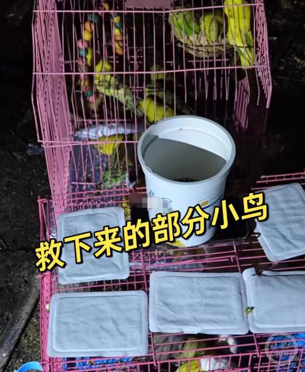 成都上千只宠物鹦鹉被野外放生，农业部门：不允许！