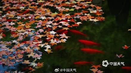 北京香山勤政殿前“枫”景正盛 与古建筑相映成趣 北京香山勤政殿前“枫”景正盛 与古建筑相映成趣