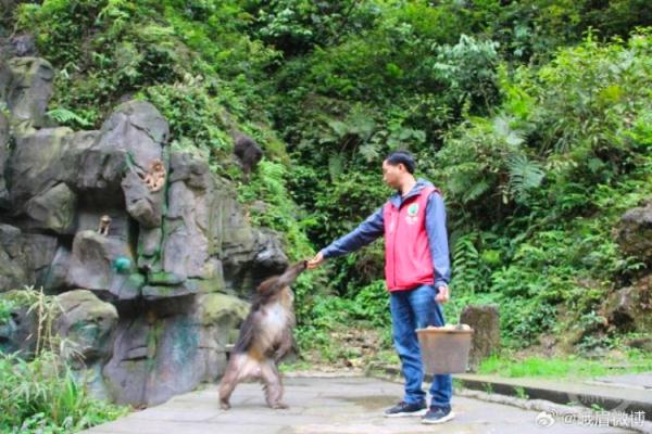 峨眉山招15名“猴官”，有五险一金，海拔越高待遇越好