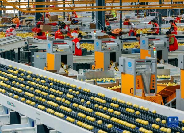 “酸果子”里的“甜日子”