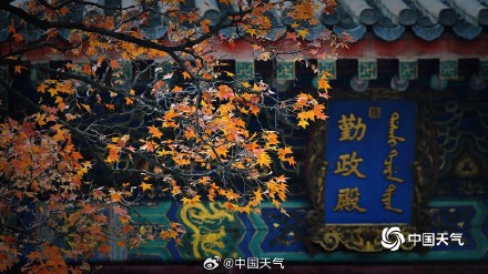 北京香山勤政殿前“枫”景正盛 与古建筑相映成趣 北京香山勤政殿前“枫”景正盛 与古建筑相映成趣