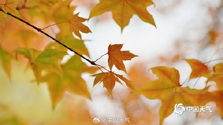 北京香山勤政殿前“枫”景正盛 与古建筑相映成趣 北京香山勤政殿前“枫”景正盛 与古建筑相映成趣