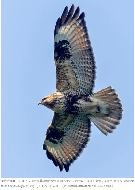 两人猎捕烹食一只老鹰获刑，办案人员用残留鹰爪作DNA鉴定确认罪证