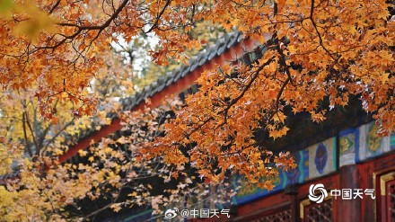 北京香山勤政殿前“枫”景正盛 与古建筑相映成趣 北京香山勤政殿前“枫”景正盛 与古建筑相映成趣